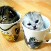 Котики собачки группа в Моем Мире.