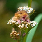 Honey Bunny on My World.