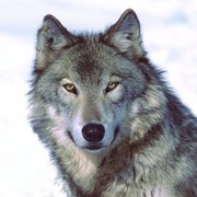 Wolf Gray on My World.