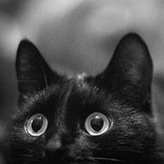 black cat on My World.