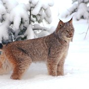 fox volk on My World.