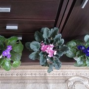 Ольга Канторович on My World.
