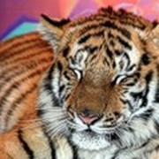 Иван Котов on My World.
