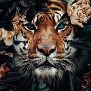 Тигр В Цветах on My World.