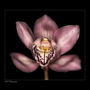Orchid ` on My World.