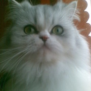 Виктор Ширяев on My World.