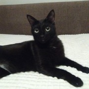black cat black cat on My World.