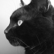 черный кот on My World.